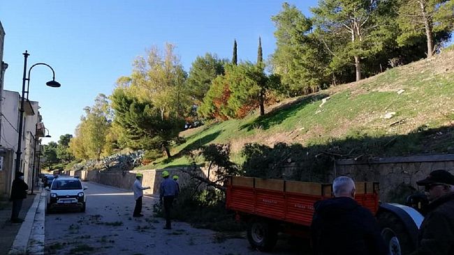 Abbattuti alcuni pini pericolosi sul costone del Parco delle Rimembranze