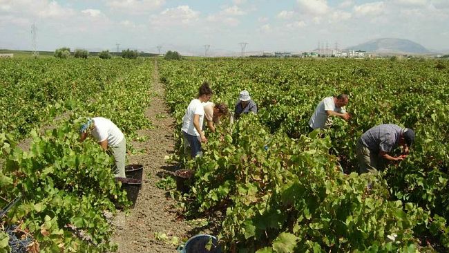 Bando da 13 milioni per investimenti nel settore vitivinicolo