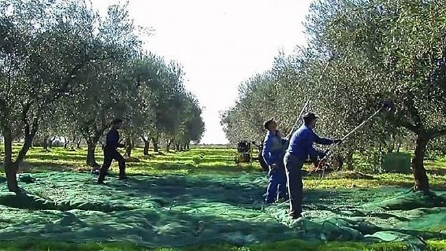 Che colore ha la dignità? Viaggio nei campi dove si raccolgono le olive e i nostri giovani non vogliono andare