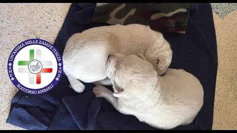 Ennesimo Abbandono di Cuccioli: La Storia Si Ripete, da Alcamo a Castellammare del Golfo 