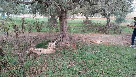 Tortura e uccisione dei due cani Blanco e Achille: nuovo esposto dell'Aidaa