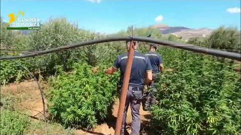 video-dalla-canapa-legale-al-maxi-sequestro-a-palermo-e-partinico-400-chili-di-fiori-marijuana