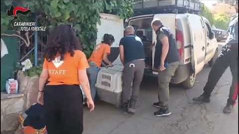 video-canile-lager-scoperto-dai-carabinieri-a-san-giuseppe-jato